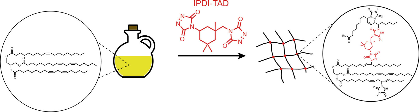 Triazolinedione-Based Cross-Linking of Plant Oils: An Introductory Organic Reactivity Laboratory Experiment